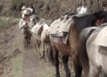 Three chiwogs in Yallang Gewog turn to ropeway idea as road access remains out of reach